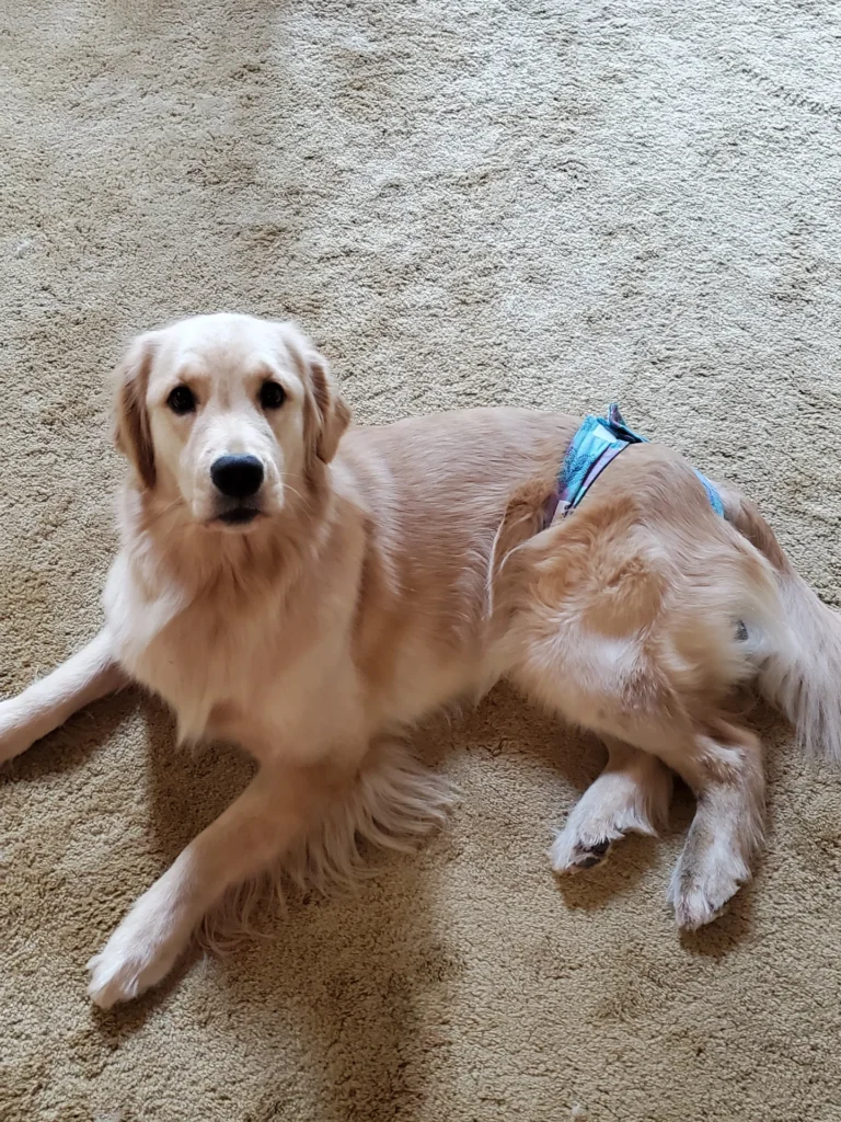 How Long is a Golden Retriever in Heat? 