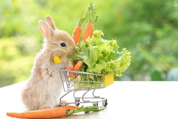 Can Rabbits Eat Sunflower Seeds