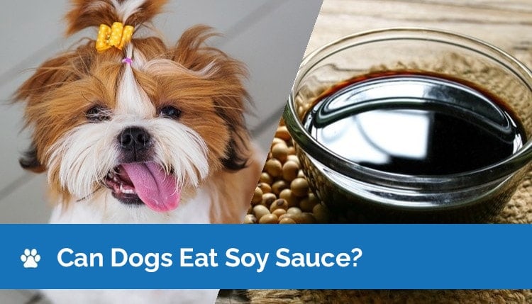 Can Dogs Eat Teriyaki Sauce