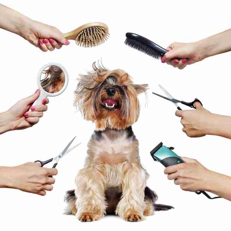 Best cheap dog grooming clippers