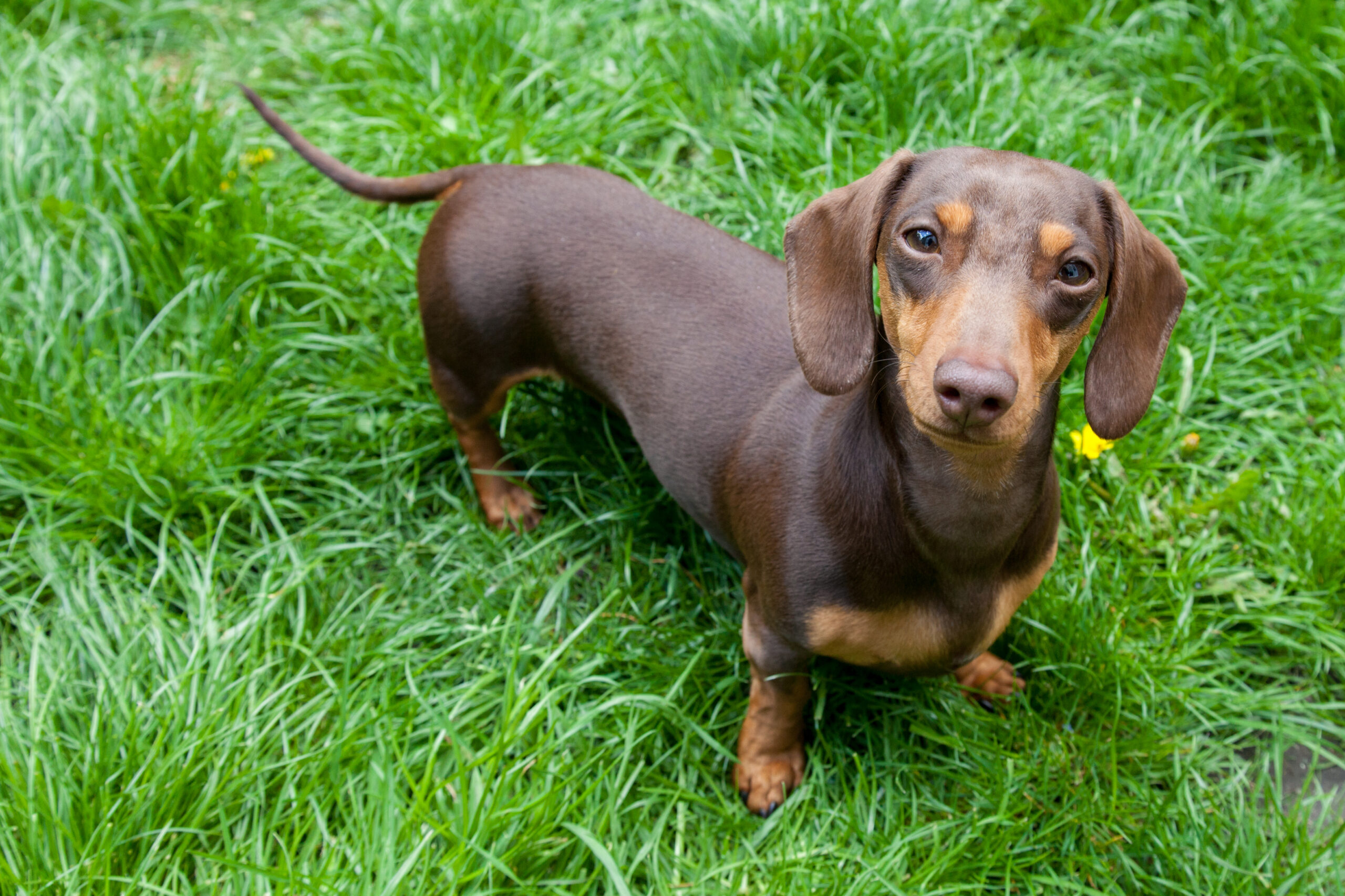 Top 12 Best Bark Collar For Dachshund