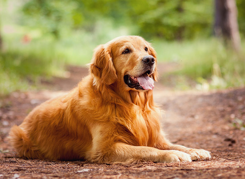 How Long is a Golden Retriever in Heat? 