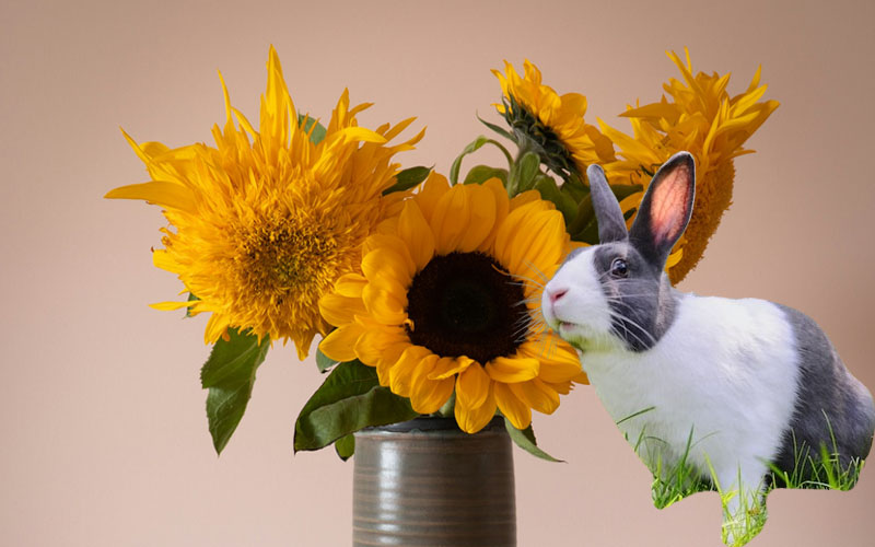 Can Rabbits Eat Sunflower Seeds